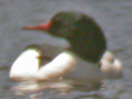 Common Merganser